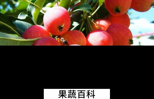 果蔬百科海棠果能