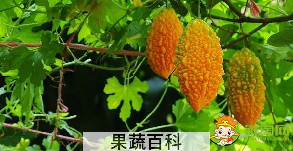 金铃子果肉里长的什么虫，金铃子长虫子了怎么办