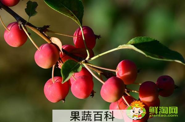 红宝石海棠果实可以吃吗，红色果实的北美海棠品种