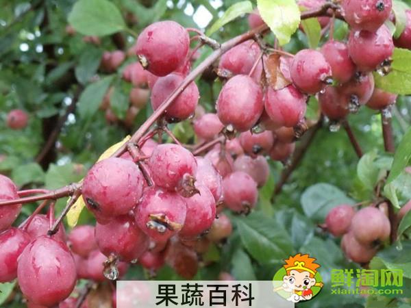 红宝石海棠果实可以吃吗，红色果实的北美海棠品种