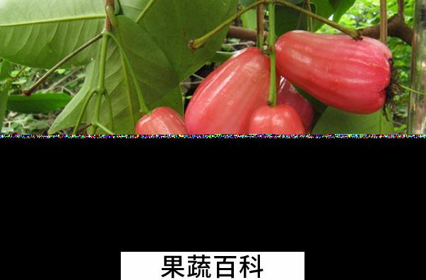 果蔬百科水蒲桃