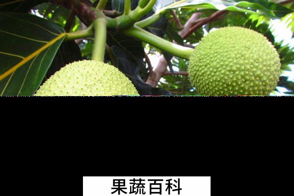 果蔬百科面包果的功效与作用