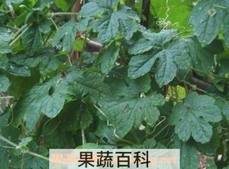苦瓜叶怎么做好吃 苦瓜叶的家常做法