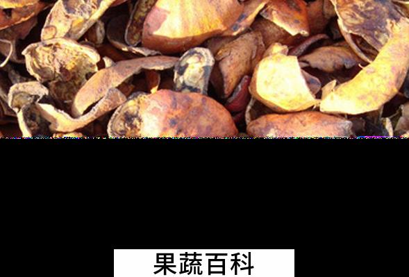 果蔬百科石榴皮的药用价值与功效