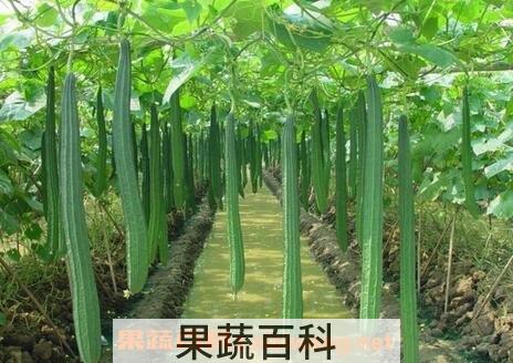 坐月子丝瓜能吃吗