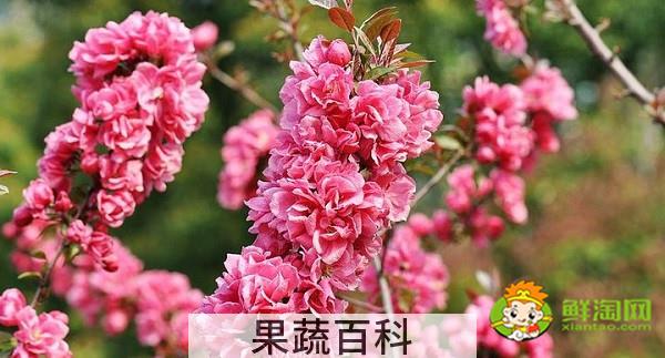 北美海棠红色叶子是什么品种，北美海棠中果子最大的品种