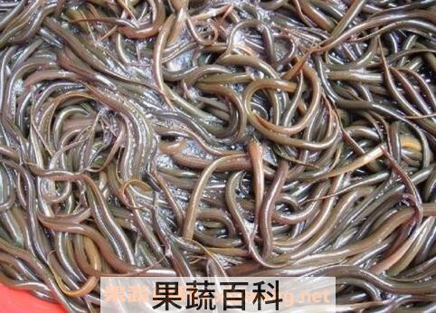 溪泥鳅的营养价值
