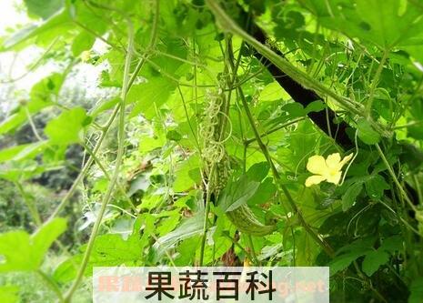 苦瓜叶怎样做好吃