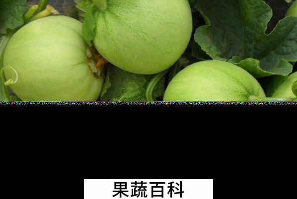 果蔬百科香瓜的药用价值