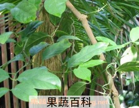 芦子的营养价值
