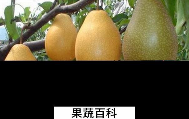 果蔬百科砂梨不能和什么一起吃