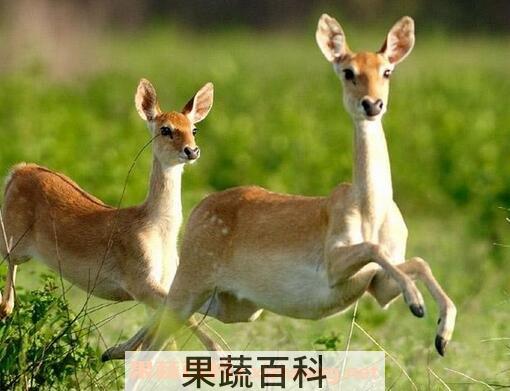 鹿骨的营养价值