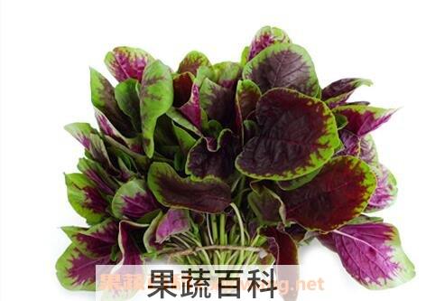 老鼠耳菜副作用