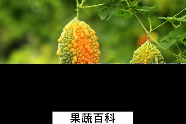 果蔬百科赖葡萄的功效与作用