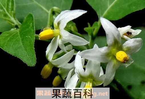 野茄子花的功效和作用
