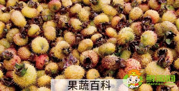 野生的刺梨是什么样的，野生刺梨有几种