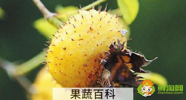 野生的刺梨是什么样的，野生刺梨有几种