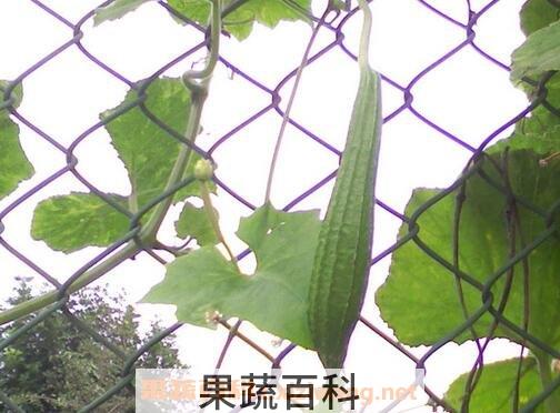 野丝瓜图片 野丝瓜的功效