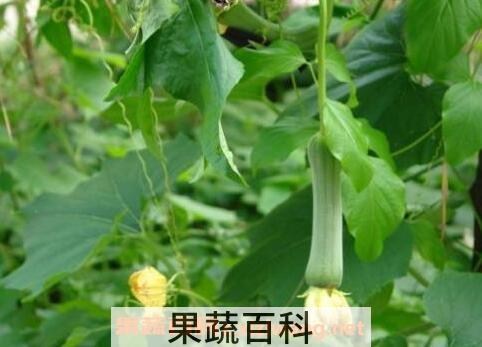 野丝瓜图片及药用方法用 野丝瓜图片和作用