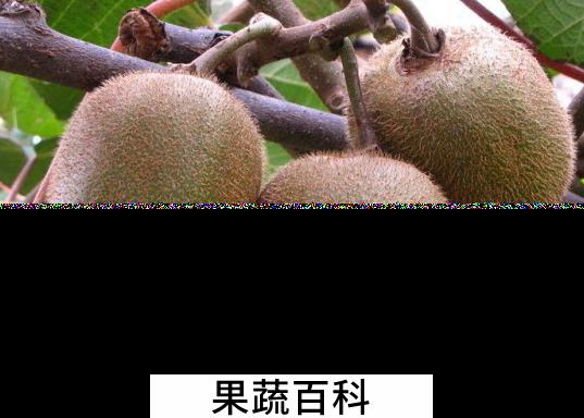 果蔬百科吃猕猴桃的好处