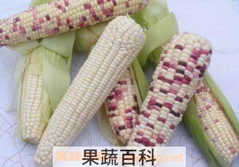 粘玉米的功效与作用