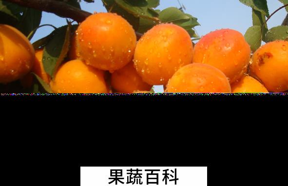 果蔬百科哪些水果能抗癌