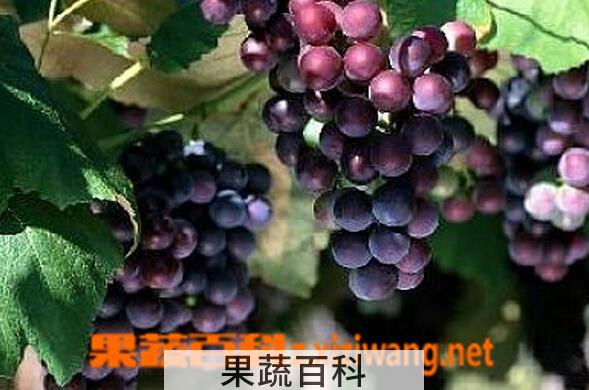 果蔬百科催熟的葡萄有什么特征