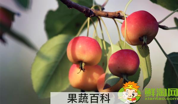 海棠的果实可不可以食用，海棠的果实是什么样子的