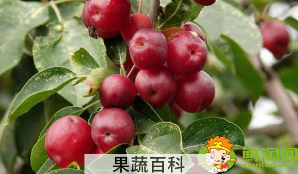 海棠的果实可不可以食用，海棠的果实是什么样子的