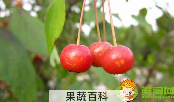 海棠的果实可不可以食用，海棠的果实是什么样子的