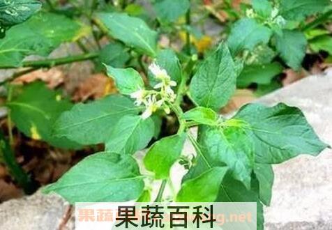 野茄子根的功效和作用