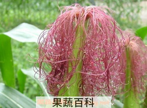 玉米樱的功效作用