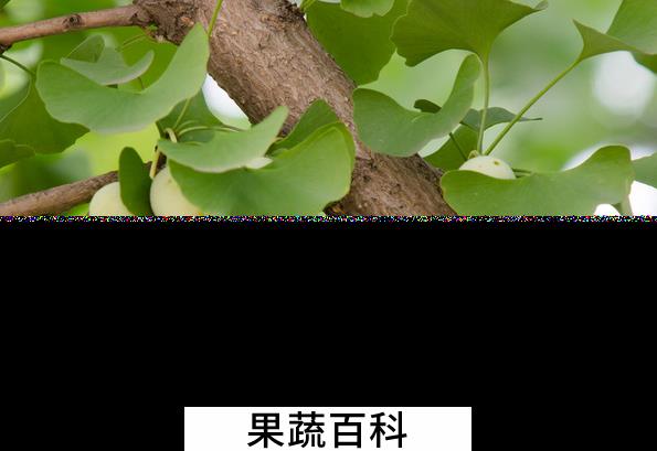 果蔬百科白果的副作用