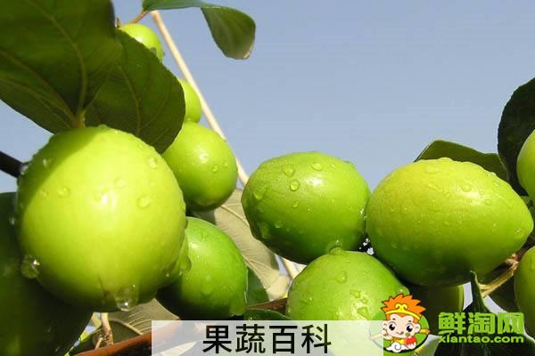 青枣是哪个地方产的，全国青枣哪个地方最多