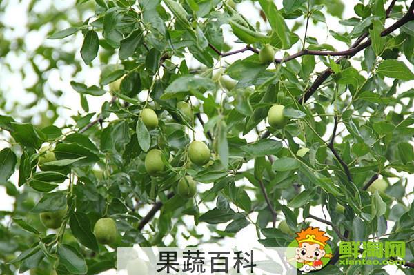 青枣是哪个地方产的，全国青枣哪个地方最多