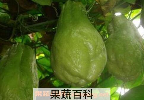 洋丝瓜和本地丝瓜区别