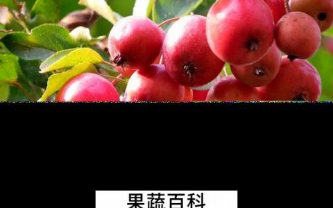 海棠的功效有哪些 海棠的功效和作用是什么