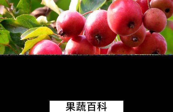 果蔬百科海棠的功效与作用