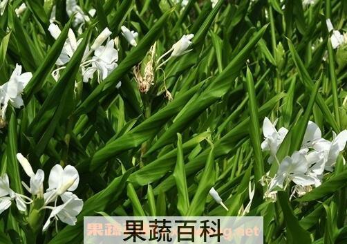 路边姜的副作用