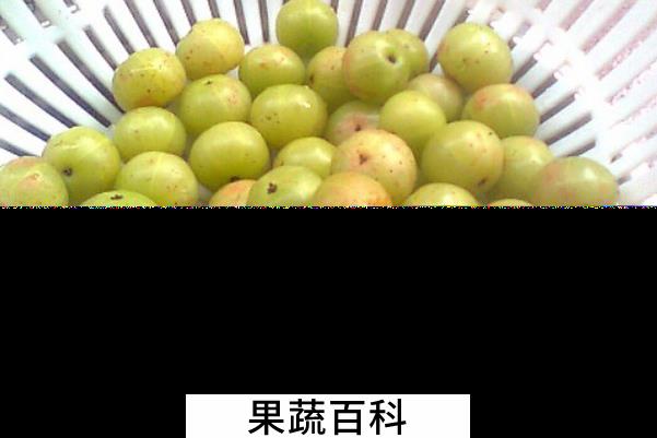 果蔬百科油甘子的功效与作用