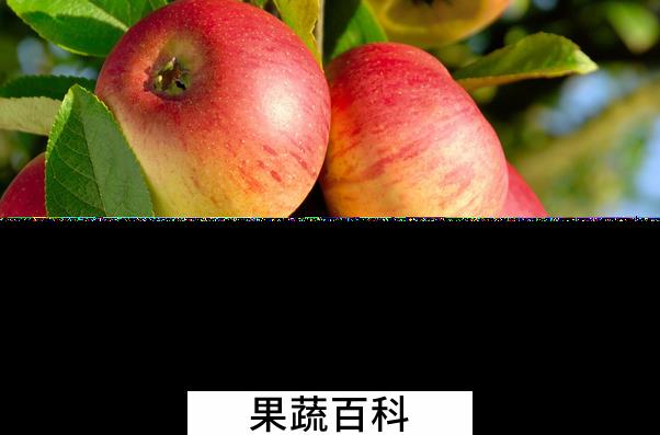 果蔬百科怎么挑选苹果