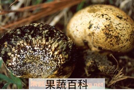 豆包菌的功效与作用