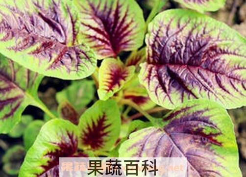 野苋菜根的功效与作用