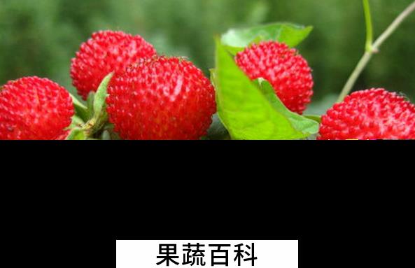 果蔬百科蛇莓能