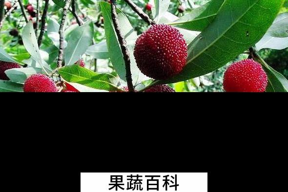 果蔬百科吃杨梅要注意什么