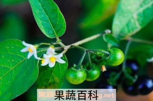 野茄子煮水有什么作用