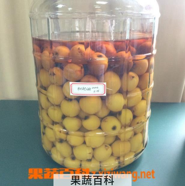 果蔬百科怎样泡枇杷酒