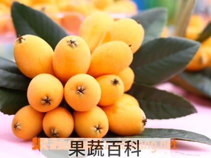 果蔬百科孕中期可以吃枇杷吗 孕早期能吃枇杷吗