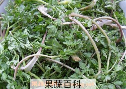  野萝卜叶的功效与作用