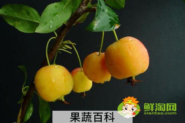 海棠果实可以吃吗，海棠果实类型及其特征